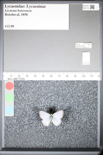 Media type: image;   Entomology 51178